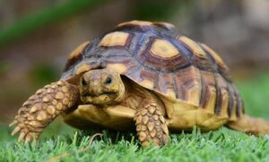 anagkes_kai_frontida_ths_chelonas_kshras_featured