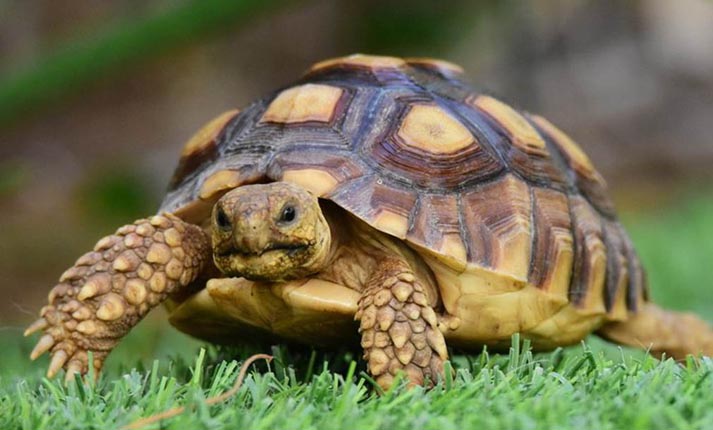 anagkes_kai_frontida_ths_chelonas_kshras_featured